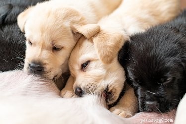When Do Puppies Begin Nursing? Key Timing for Newborn Pup Care