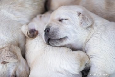 When Do Puppies Begin Nursing? Key Timing for Newborn Pup Care