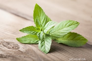 Are Mint Leaves Safe for Dogs? Benefits, Risks, and Feeding Tips