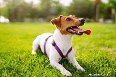 Are Mint Leaves Safe for Dogs? Benefits, Risks, and Feeding Tips