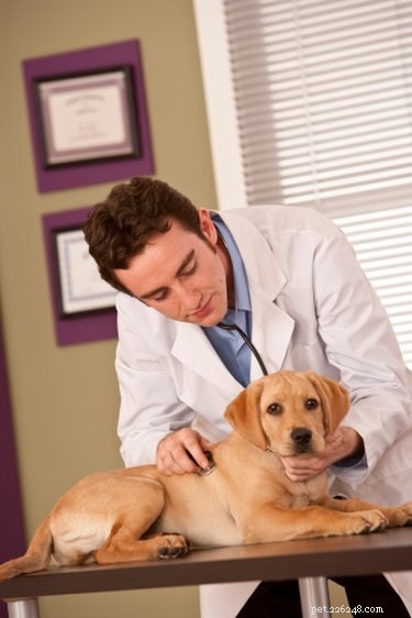 Understanding Dark Stool in Dogs: Causes & When to Seek Veterinary Care