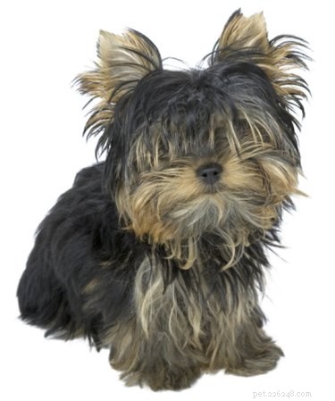 Step-by-Step Guide to Safely Administering a Distemper Vaccine