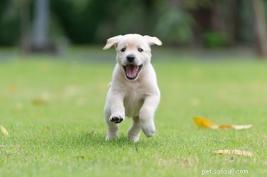 Guide to Helping Your Puppy Poop Safely and Comfortably