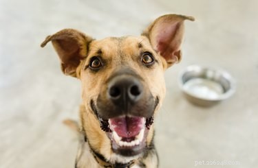 What to Do When Your Dog Swallows a Silica Gel Packet
