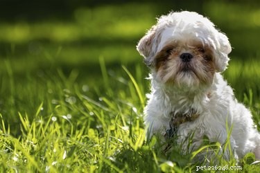 Healthy Fruits & Vegetables for Your Shih Tzu: A Guide to Royal Nutrition