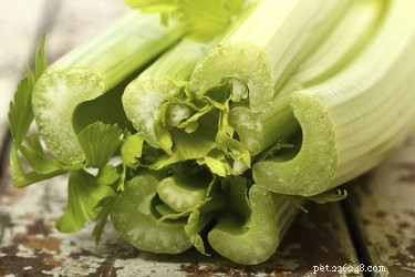 Healthy Fruits & Vegetables for Your Shih Tzu: A Guide to Royal Nutrition