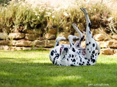 Managing Your Dog s Excessive Scratching: Expert Care & Prevention