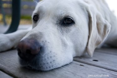 Managing Your Dog s Excessive Scratching: Expert Care & Prevention