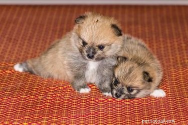 Complete Care Guide for Your Pomeranian‑Yorkie Mix: Health, Grooming, and Training Tips