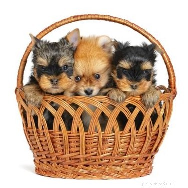 Complete Care Guide for Your Pomeranian‑Yorkie Mix: Health, Grooming, and Training Tips