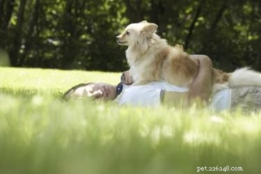 Complete Care Guide for Your Pomeranian‑Yorkie Mix: Health, Grooming, and Training Tips