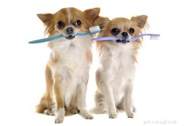 Complete Care Guide for Your Pomeranian‑Yorkie Mix: Health, Grooming, and Training Tips