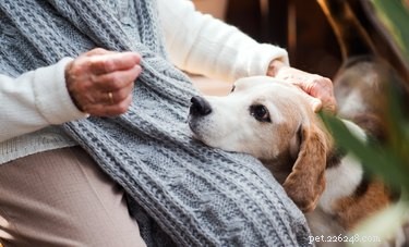 Understanding Why a 14‑Year‑Old Dog May Shake: Causes and Solutions