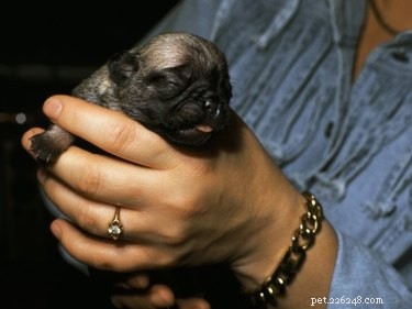 How to Save a Newborn Puppy: Expert Care and Quick Response Tips