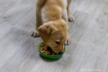 Healthy Human Foods for Dogs: Safe & Beneficial Choices