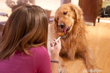 Healthy Human Foods for Dogs: Safe & Beneficial Choices