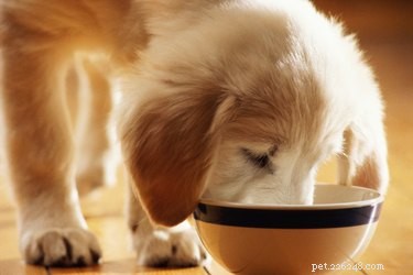 Which Vegetables Are Safe for Dogs? A Guide to Good and Bad Choices