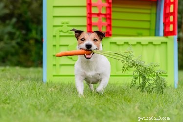 Which Vegetables Are Safe for Dogs? A Guide to Good and Bad Choices
