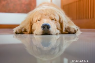 Relieve Your Dog s Muscle Spasms: Trusted Muscle Relaxer Options