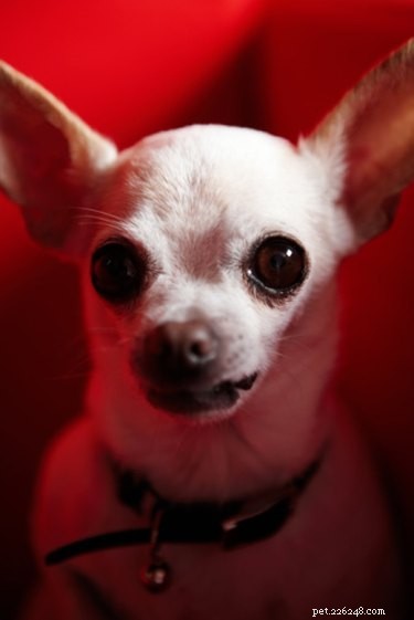 Guidelines for Assisting a Chihuahua During Labor and Delivery
