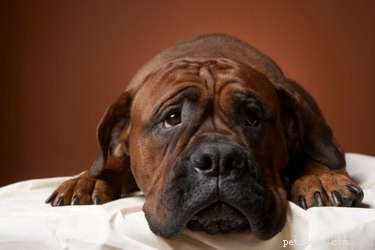 How to Care for a Dog with a Broken Back: Vet-Approved Steps
