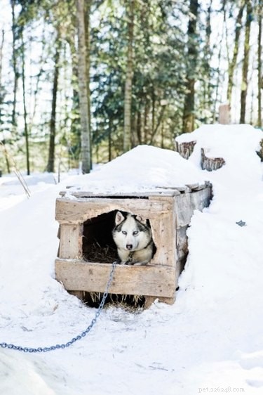 How to Care for a Dog with a Broken Back: Vet-Approved Steps