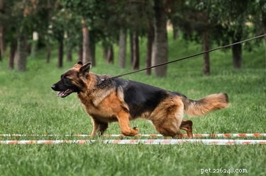 How to Safely Help Your German Shepherd Gain Healthy Weight