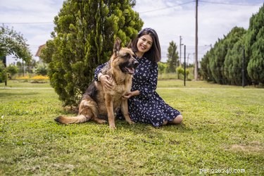 How to Safely Help Your German Shepherd Gain Healthy Weight