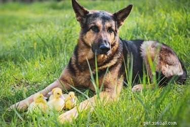 How to Safely Help Your German Shepherd Gain Healthy Weight