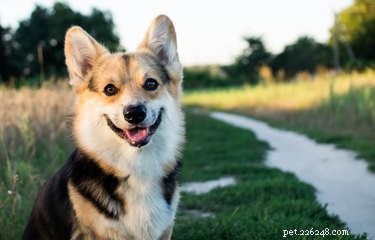 Expert Guide to Healing Dry Dog Ears Fast