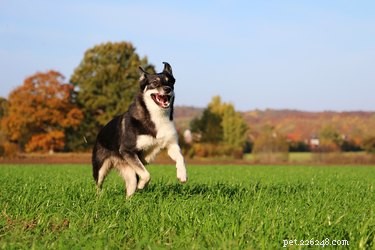 Fuel Your Dog: Top Energy-Boosting Foods for a Lively, Healthy Pup