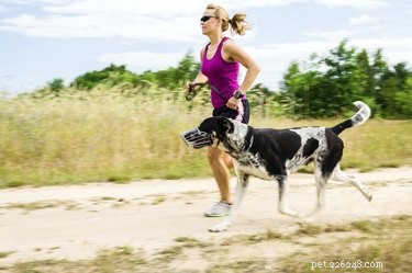 Relieving Your Dog’s Flatulence: Proven Home Remedies