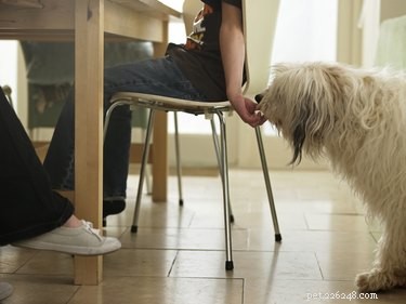 Relieving Your Dog’s Flatulence: Proven Home Remedies