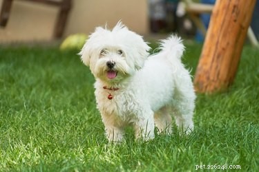 Professional Guide to Cleaning Maltese Dog Eyes – Safe, Effective Tips for Sparkling, Tear‑Stain Free Eyes