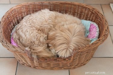 What to Do Right After Your Dog Passes: A Compassionate Guide