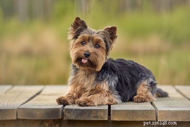 Safe Fruits & Vegetables for Your Yorkshire Terrier: What to Feed and What to Avoid