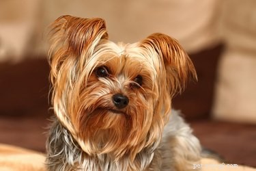 Safe Fruits & Vegetables for Your Yorkshire Terrier: What to Feed and What to Avoid