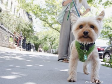Safe Fruits & Vegetables for Your Yorkshire Terrier: What to Feed and What to Avoid