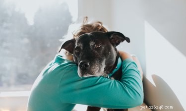 Crusty Skin Bumps on Dogs: Causes, Symptoms, and Effective Treatment