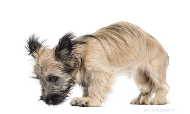 Safe, Natural Diatomaceous Earth: Effective Tapeworm Control for Dogs