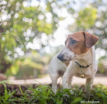 Natural Homeopathic Solutions for Jack Russell Skin Conditions