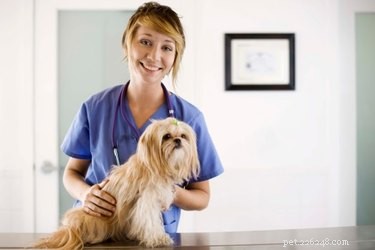 Quick, Natural Cure for Dog Hot Spots Using Apple Cider Vinegar
