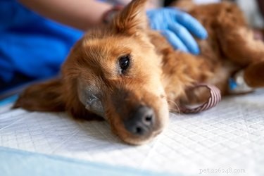 What to Do If Your Dog Is Bitten by a Rat: Immediate Steps and Prevention