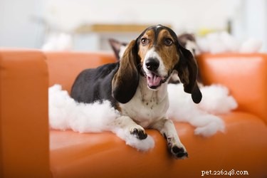Tapeworms: How Dogs Contract Them by Eating Fleas