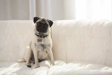 Tapeworms: How Dogs Contract Them by Eating Fleas