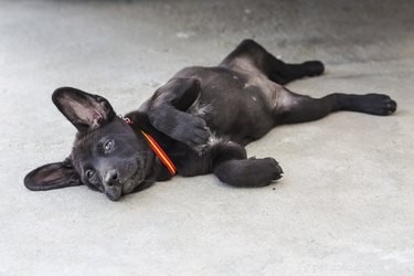 Recognizing Bleeding Abdominal Tumors in Dogs: Key Signs & Symptoms