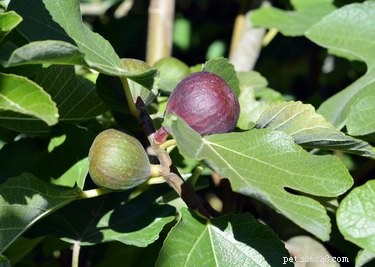 Are Figs Safe for Dogs? Side Effects and Precautions You Should Know