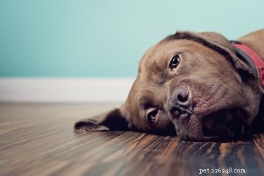 Recognizing Abdominal Cramping in Dogs: Key Warning Signs & Vet Call Guidelines