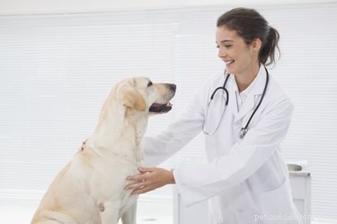 Recognizing Abdominal Cramping in Dogs: Key Warning Signs & Vet Call Guidelines