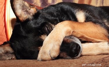 Treating Your Dog’s Itchy Eyes: A Professional Guide